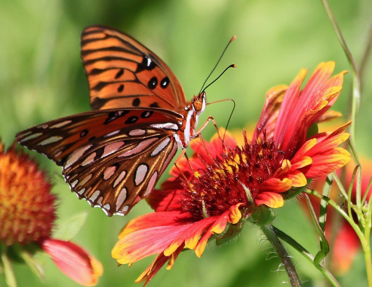 Butterfly Garden Translate To Spanish