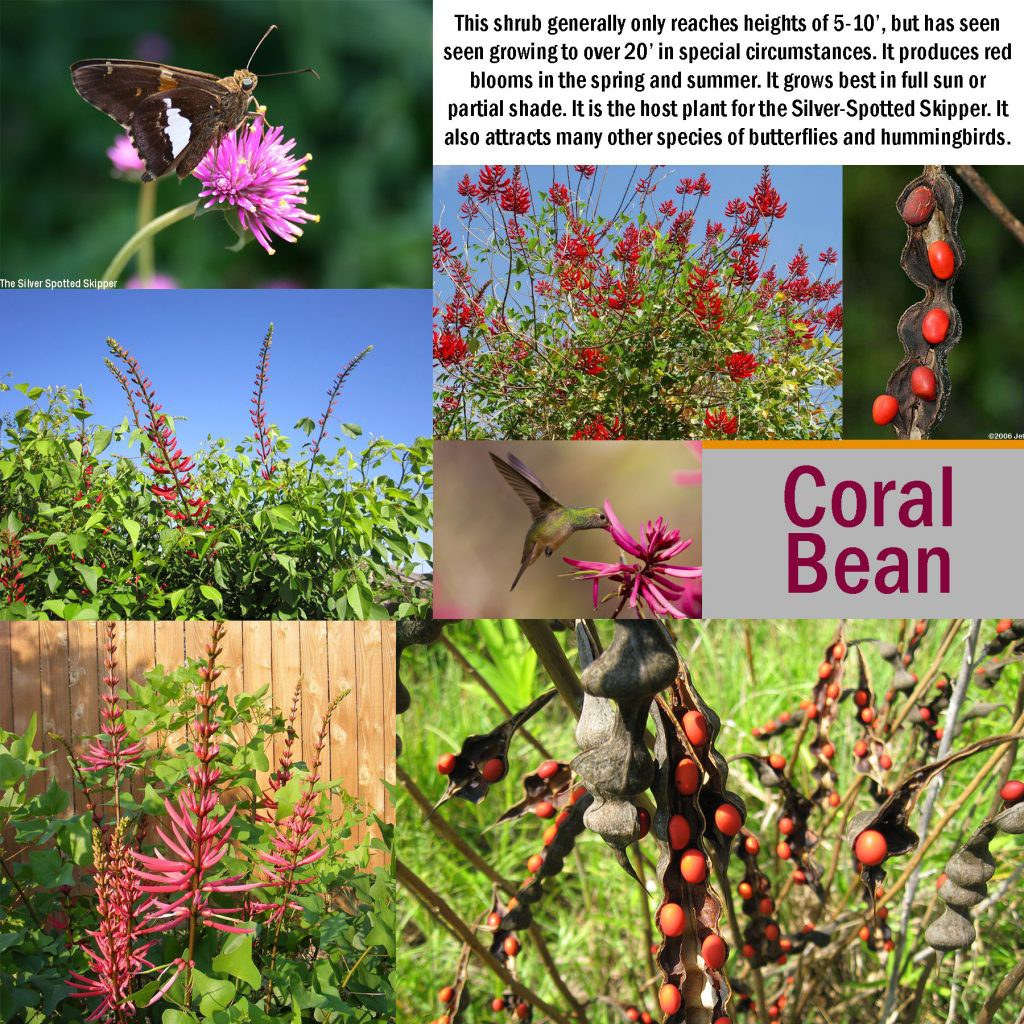 coralbean Club Care of Florida