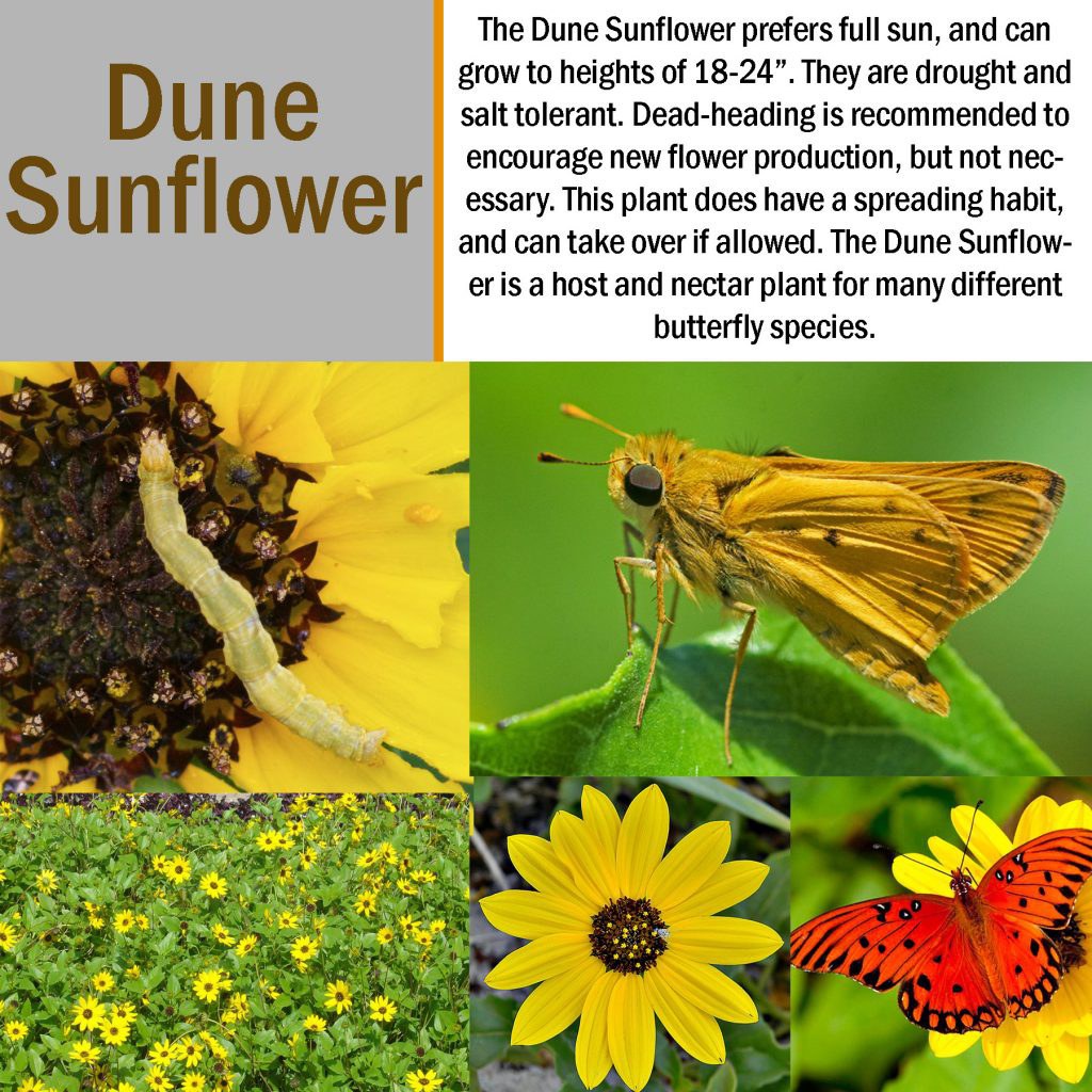 dunesunflower Club Care of Florida