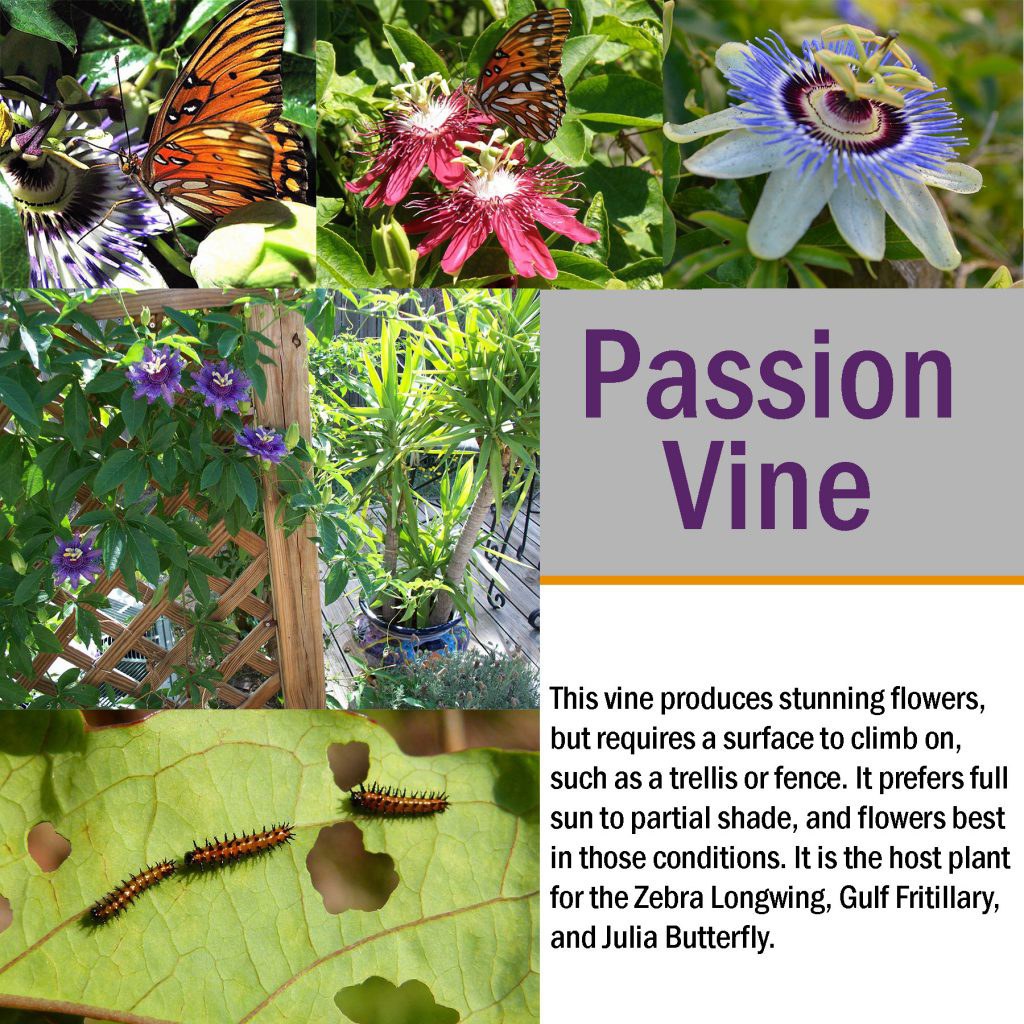 passionvine Club Care of Florida