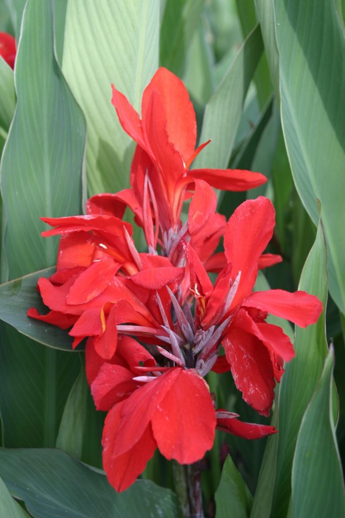 Tropical Red Canna Lily - Club Care of Florida